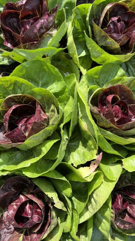 Radicchio